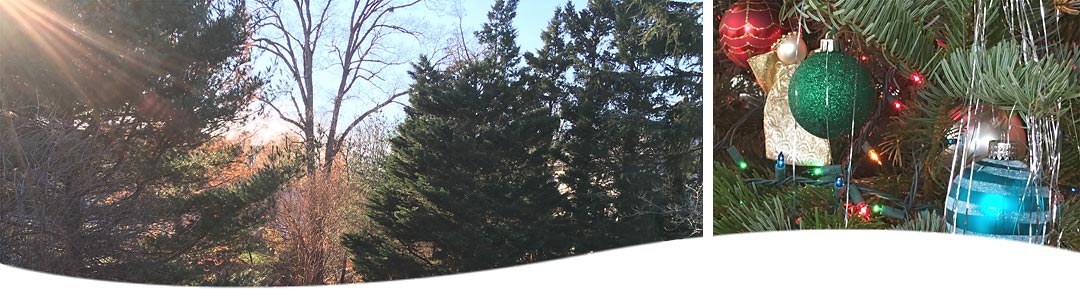 Photos of Lynn House