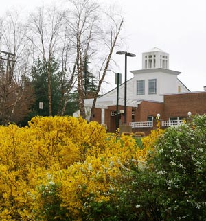 Front-view-with-Forsythia
