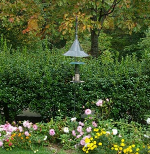 Late-summer-TR-garden-flowers