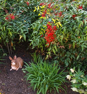 Our resident bunny