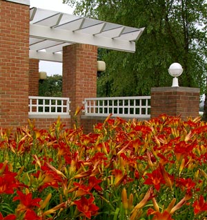 Summer-red-daylilies