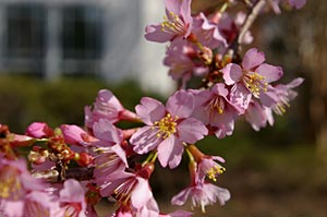 spring_blossoms